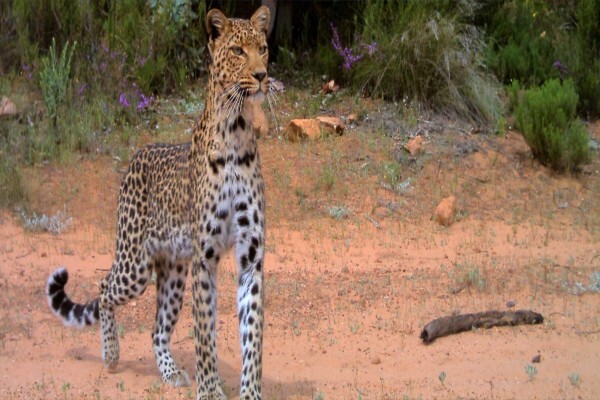 The Cape Leopard Trust