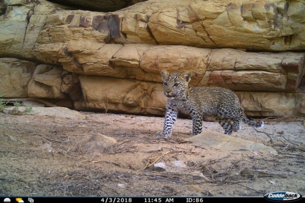 The Cape Leopard Trust