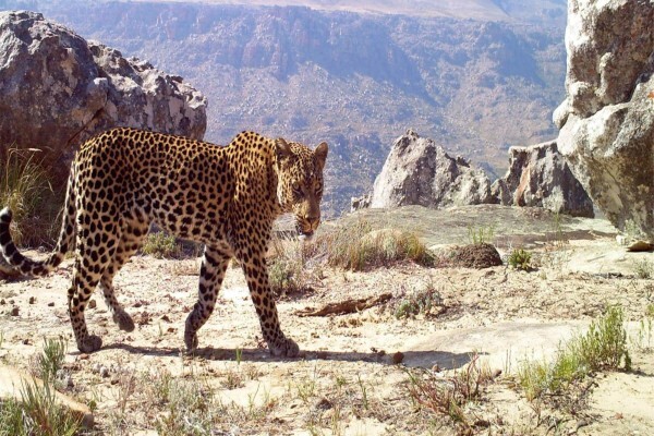 The Cape Leopard Trust