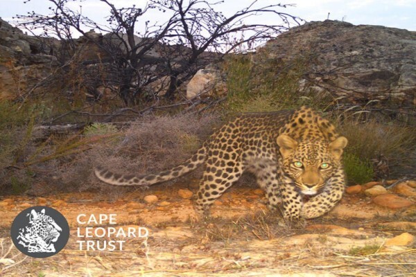 The Cape Leopard Trust