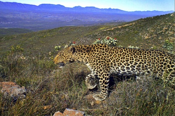 The Cape Leopard Trust