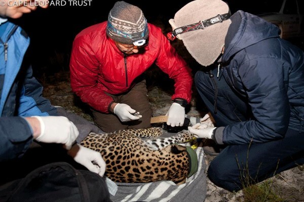 The Cape Leopard Trust