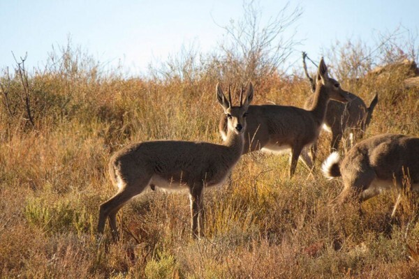 The Cape Leopard Trust
