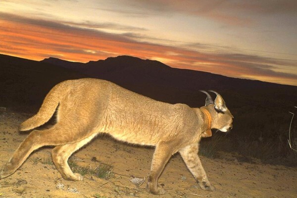 The Cape Leopard Trust