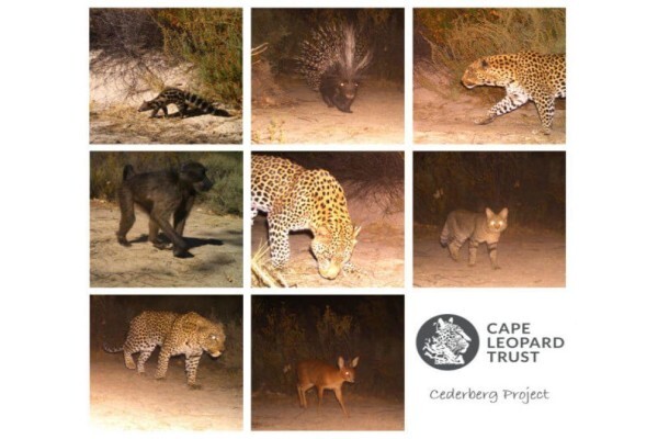 The Cape Leopard Trust