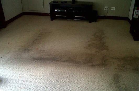 Expert Carpet Cleaning