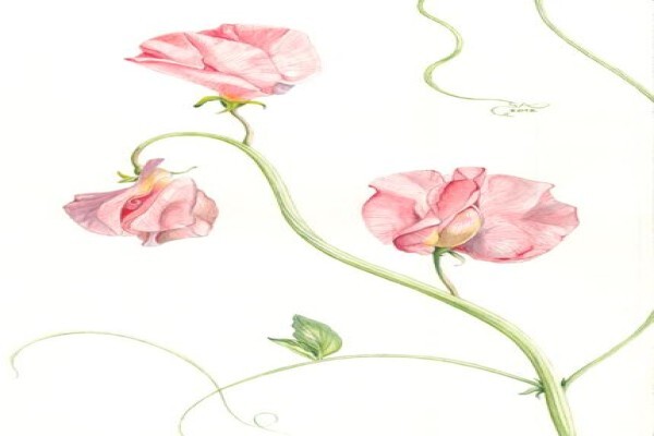 Sally Arnold