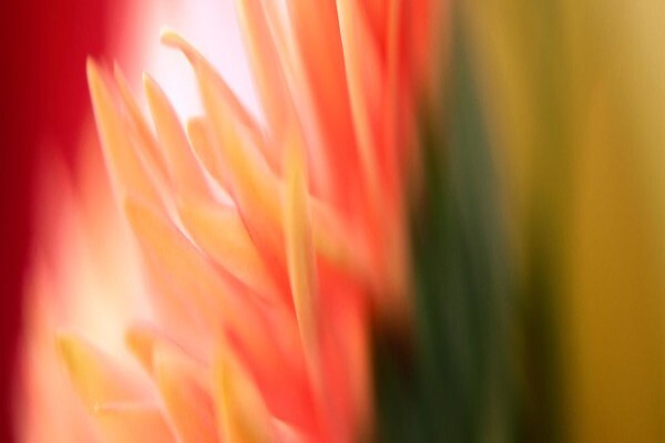 Dawntide