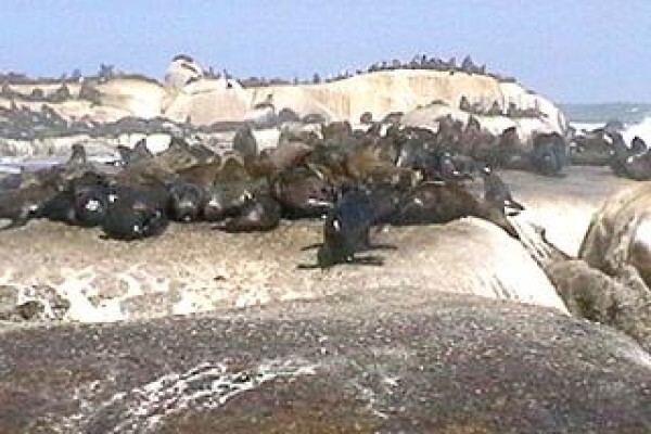 Cape Trading Port