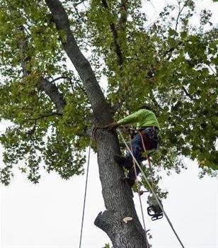 Grahamstown Tree Felling & Garden Refuse Removal