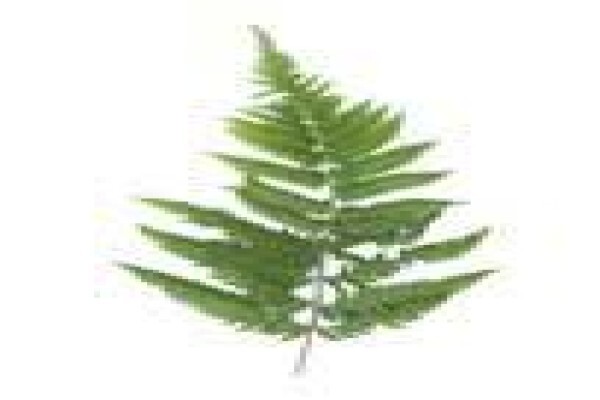 Fern Hill Systems