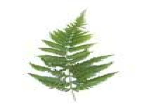 Fern Hill Systems