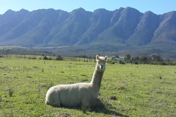 Fynbos Guest Farm