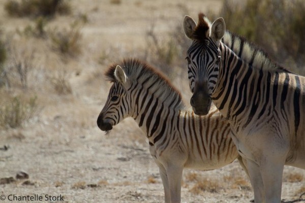 Fynbos Guest Farm