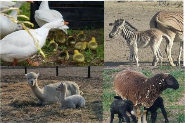 Fynbos Guest Farm