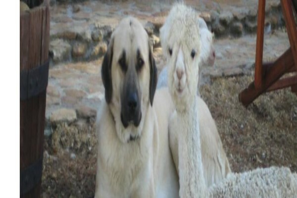 Fynbos Guest Farm