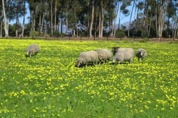 Fynbos Guest Farm