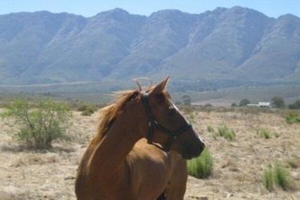 Fynbos Guest Farm