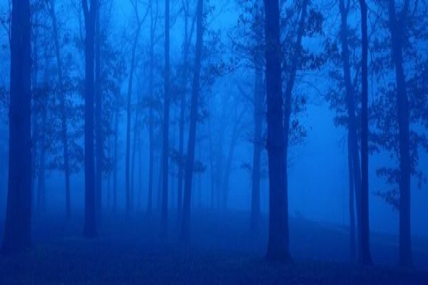 Blue Forest Productions