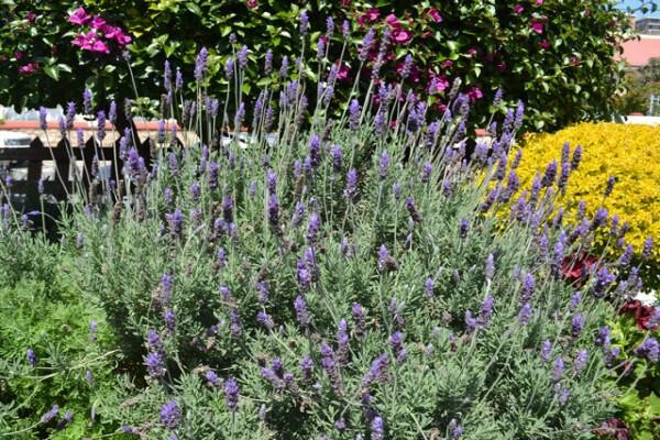Lavender House