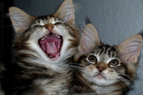 Kittycat