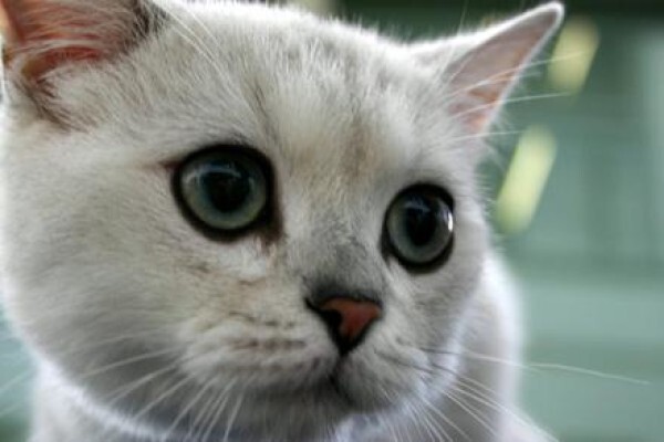 Kittycat
