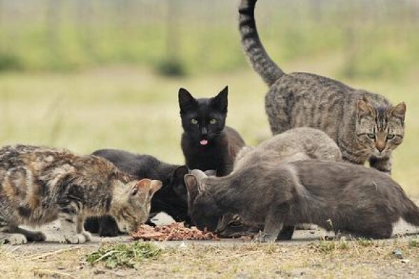 Kittycat