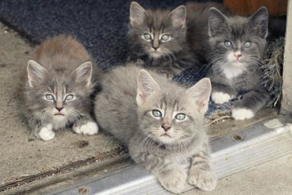 Kittycat
