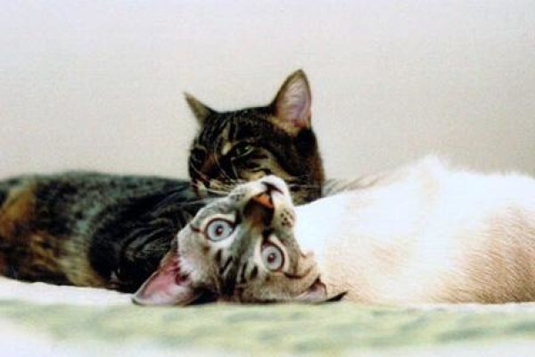 Kittycat