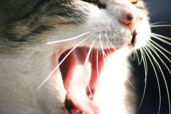 Kittycat