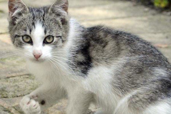 Kittycat