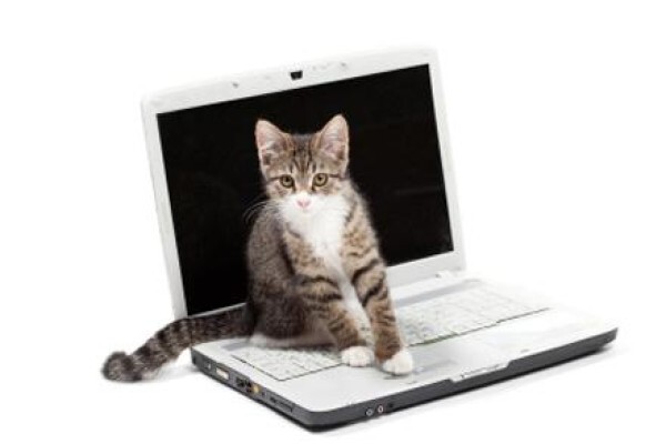 Kittycat