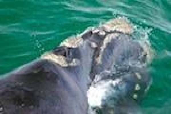 Showme Hermanus