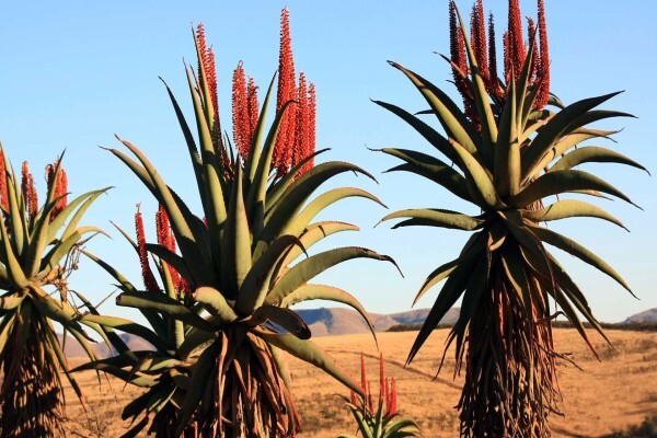 Aloe