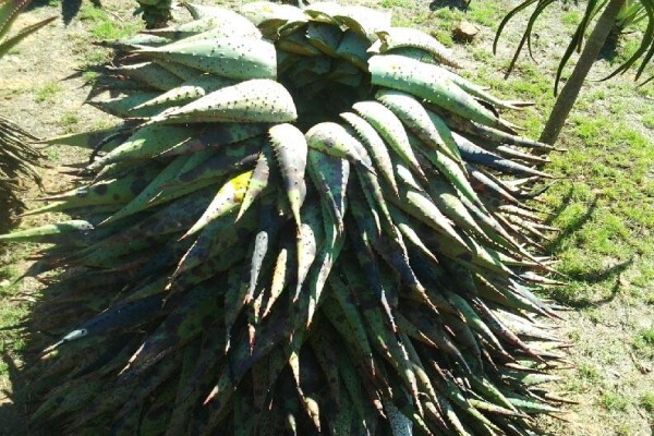 Aloe