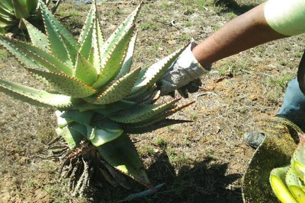Aloe