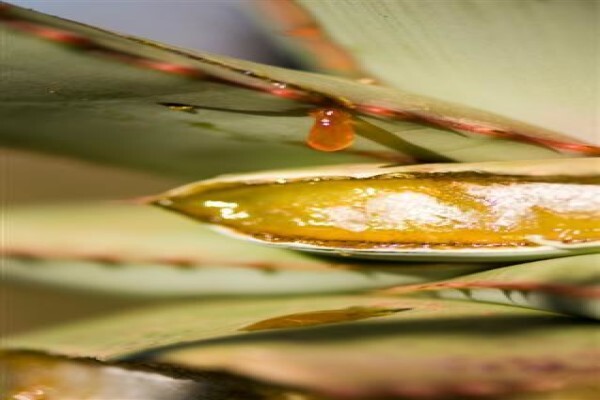Aloe