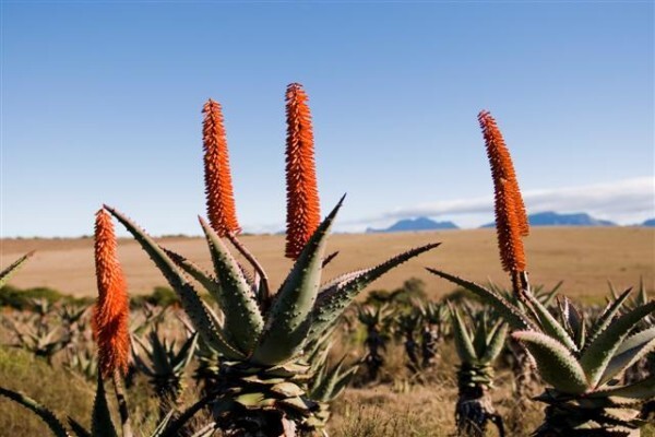 Aloe