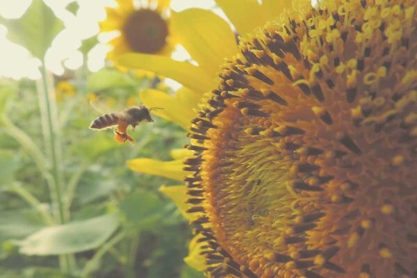 The Victorian Garden Organic Skincare Company