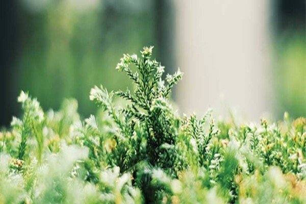 The Victorian Garden Organic Skincare Company