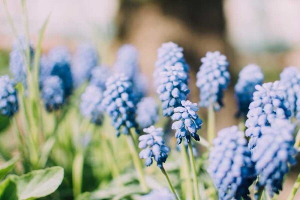 The Victorian Garden Organic Skincare Company