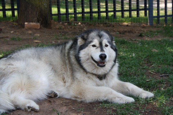 Sunninghill Village Veterinary Clinic