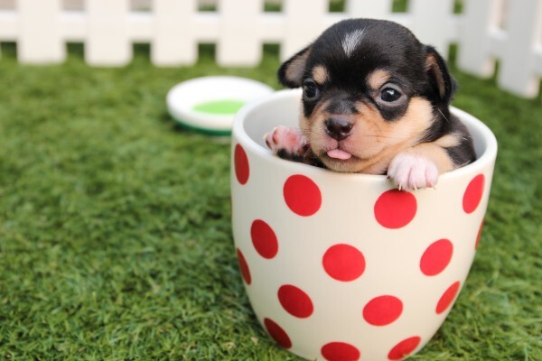 Sunninghill Village Veterinary Clinic
