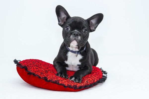 Sunninghill Village Veterinary Clinic