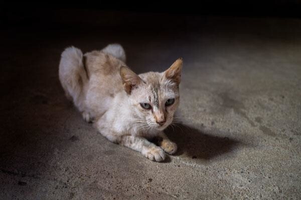 Robertson Animal Clinic