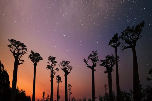 Madagascar Island Safaris