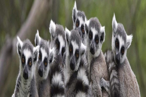 Madagascar Island Safaris