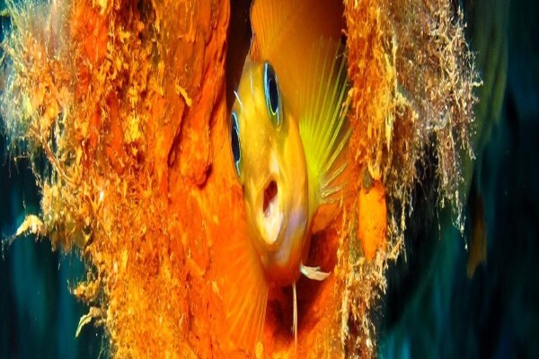 Madagascar Island Safaris