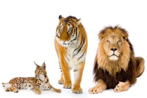 Royale International Powered By Sa Courier Systems