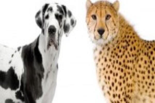 Royale International Powered By Sa Courier Systems